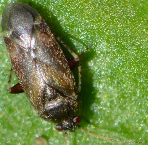 Psallus sp.